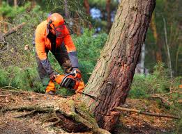 Best Emergency Tree Removal  in Wilkes Barre, PA