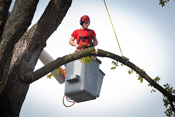 Why Choose Our Tree Removal Services in Wilkes Barre, PA?