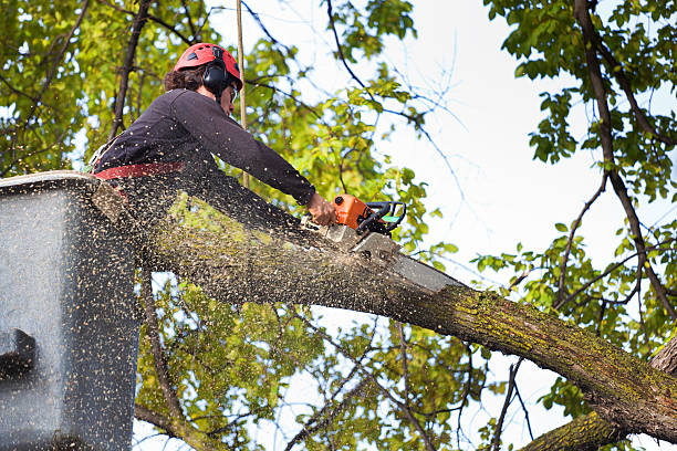 Reliable Wilkes Barre, PA  Tree Services Solutions